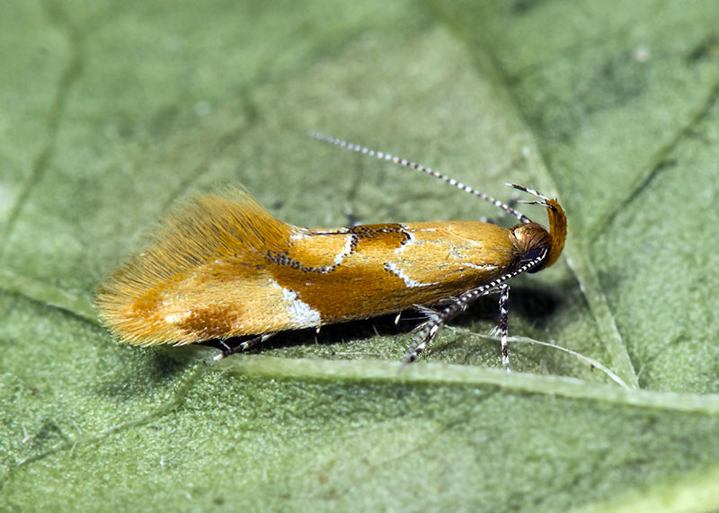 Epicallima formosella, Oecophoridae